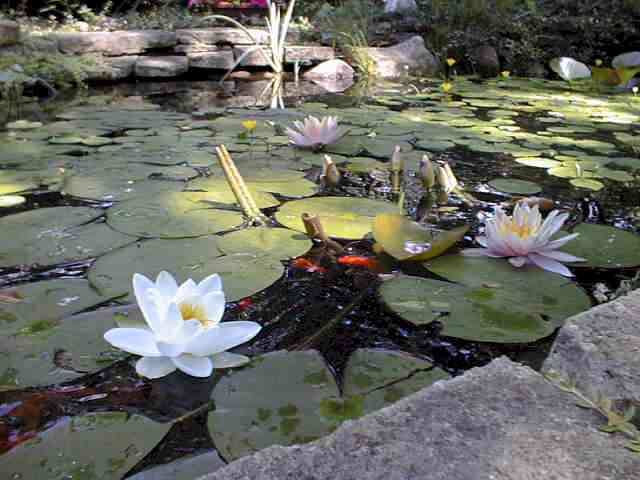 Water Lillies